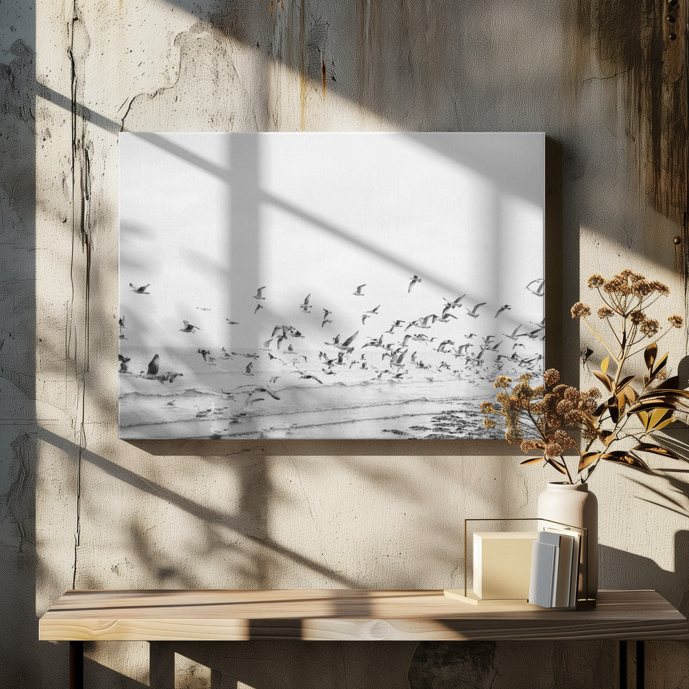 Seagulls - Coastal black and white | Canvas