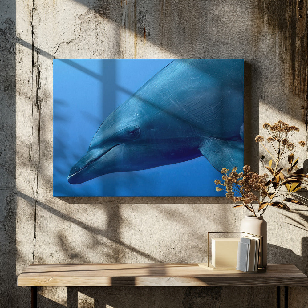 Tursiop Portrait | Canvas