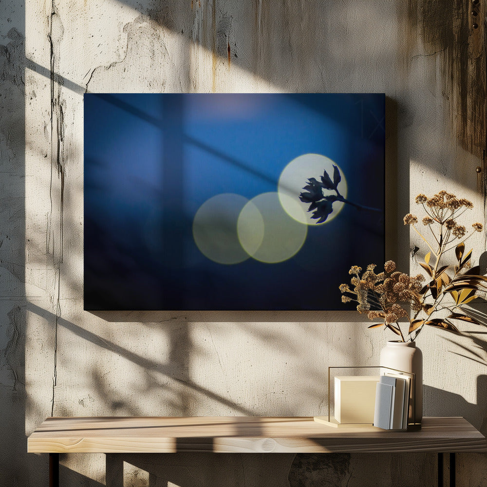 hikari | Canvas