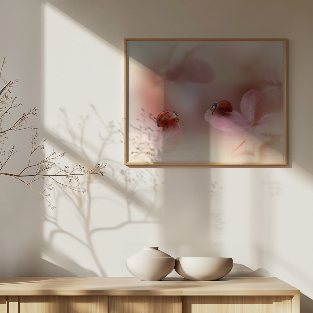Nyckelpigor på rosa hortensia. | Poster