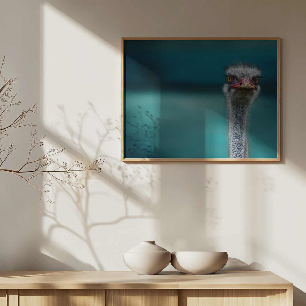 Ostrich Protecting two Poor Chicken from the Wind | Poster