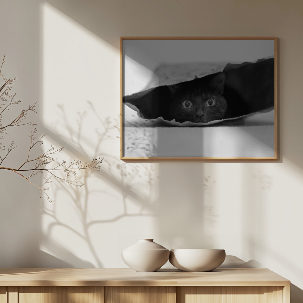 Katt i en påse | Poster
