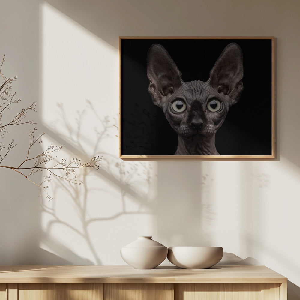 Sphynx katt | Poster