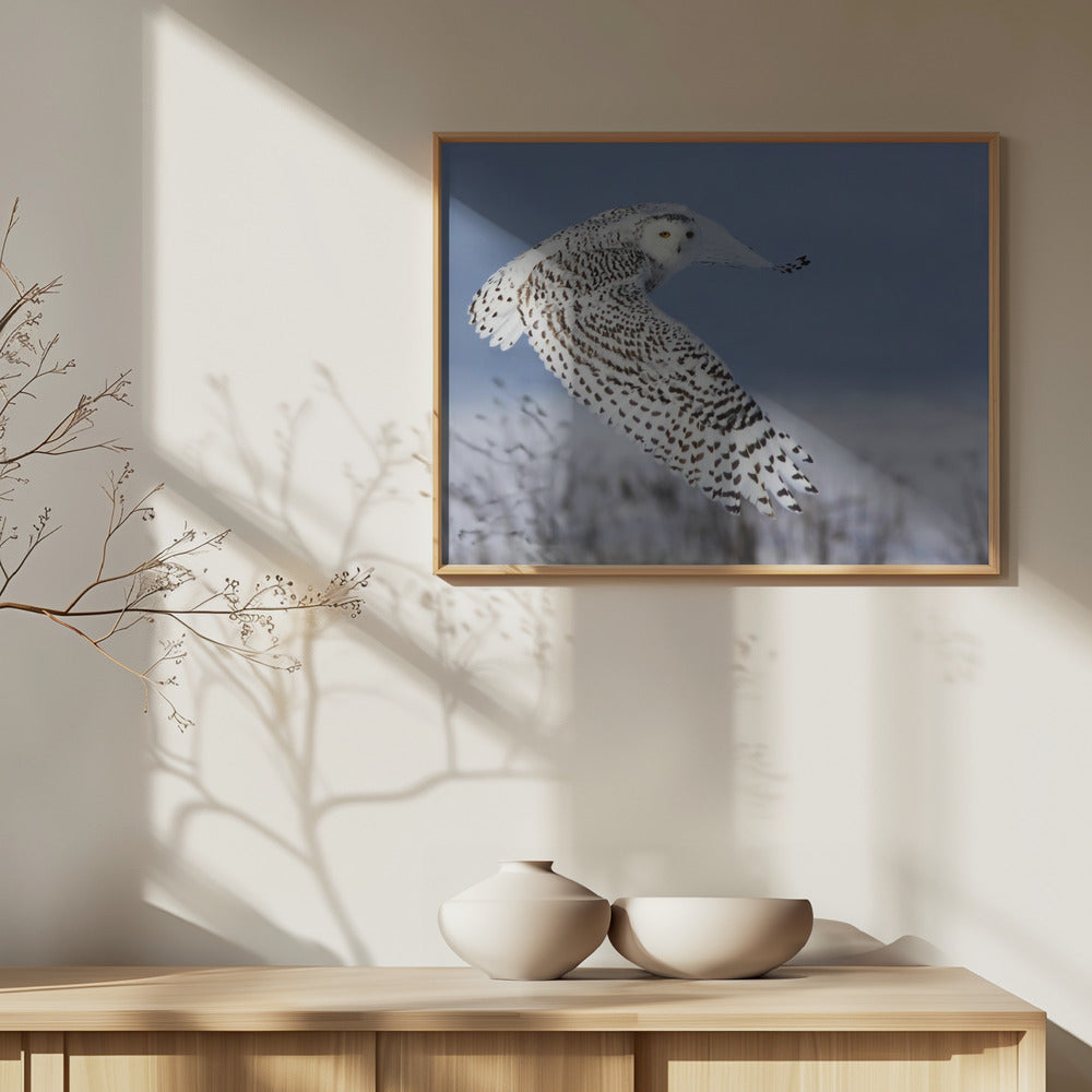 Snöuggla | Poster