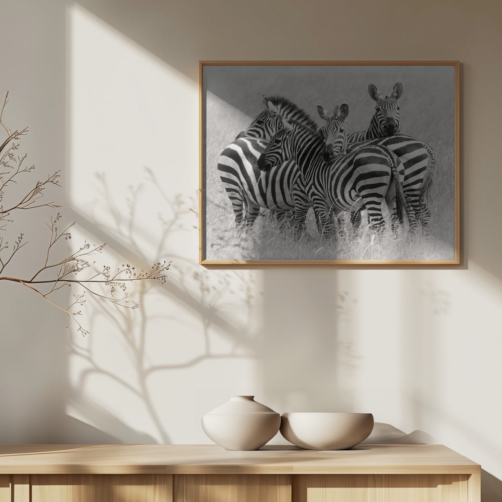 Zebror | Poster