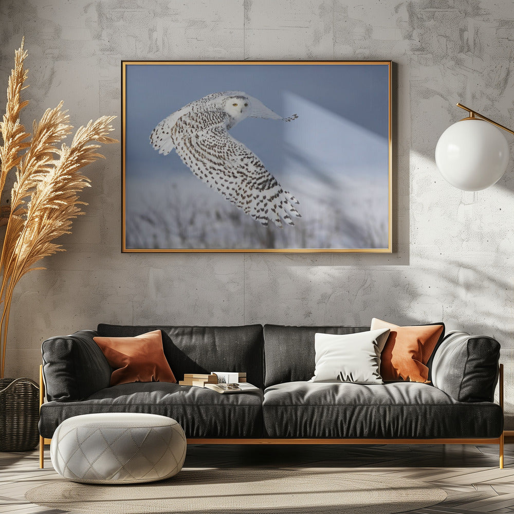 Snöuggla | Poster