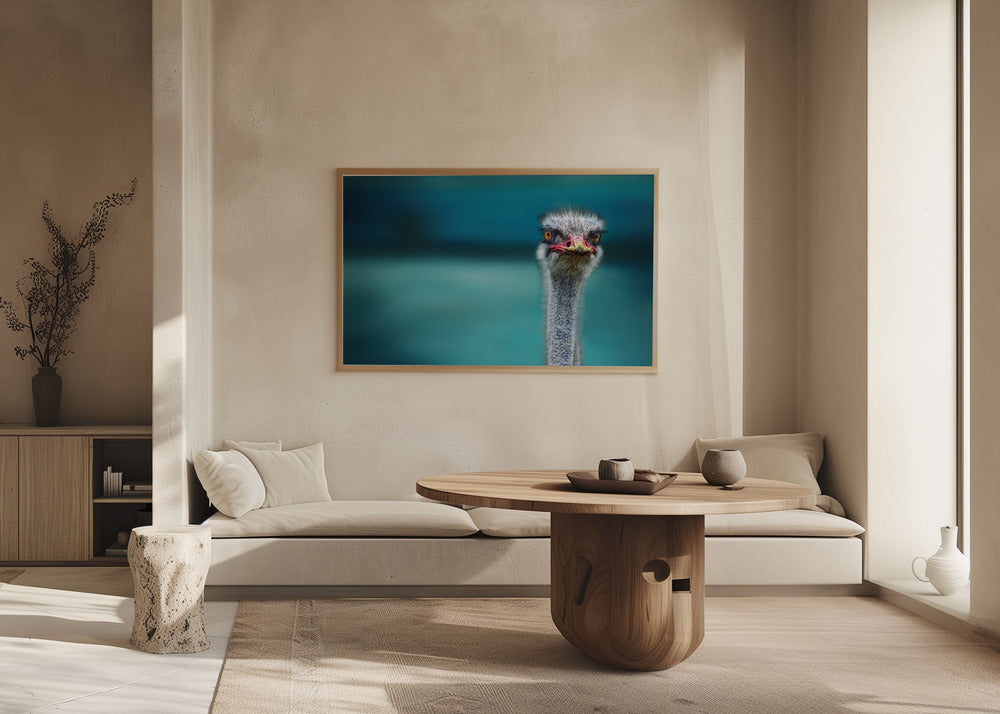 Ostrich Protecting two Poor Chicken from the Wind | Poster