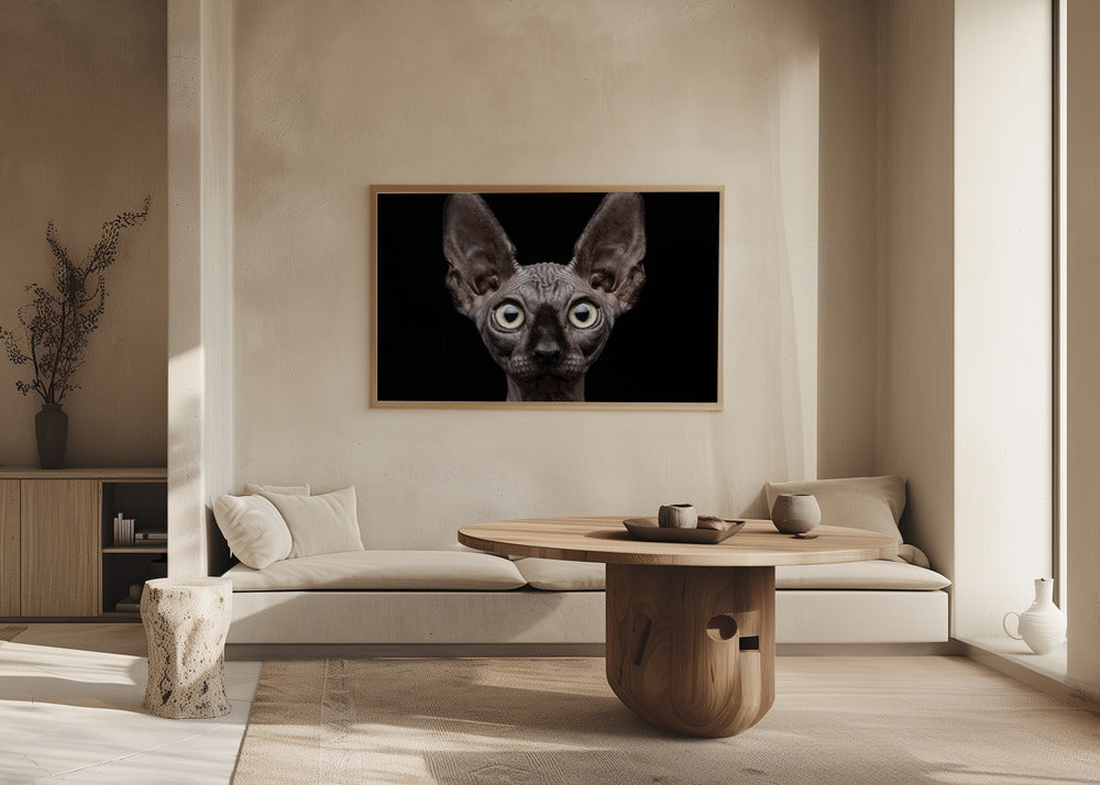 Sphynx katt | Poster