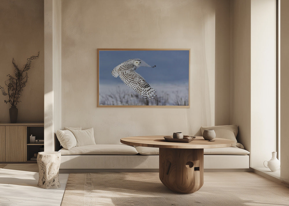 Snöuggla | Poster