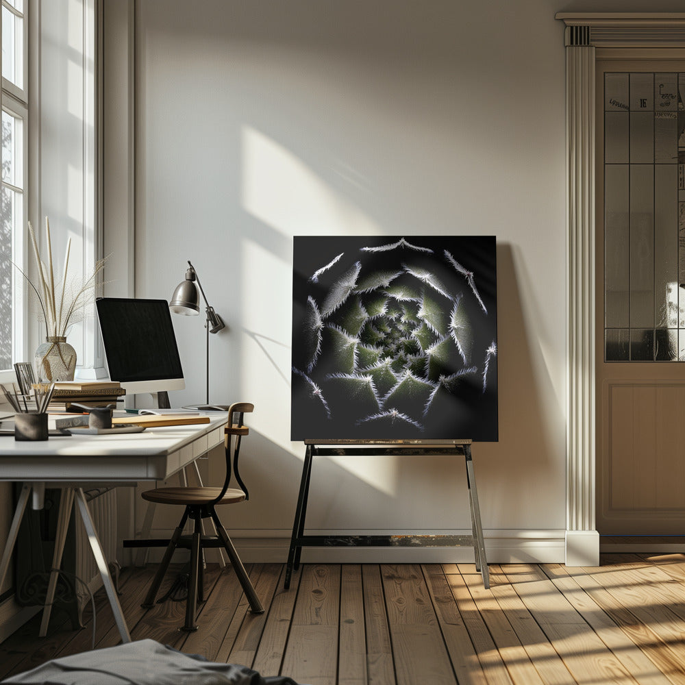 Sempervivum-rosett | Canvas
