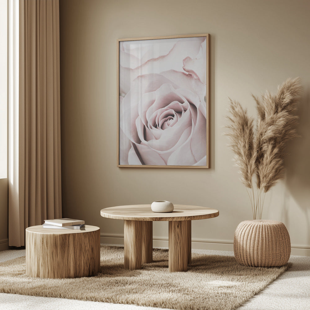 Rosa ros nr 05 | Poster