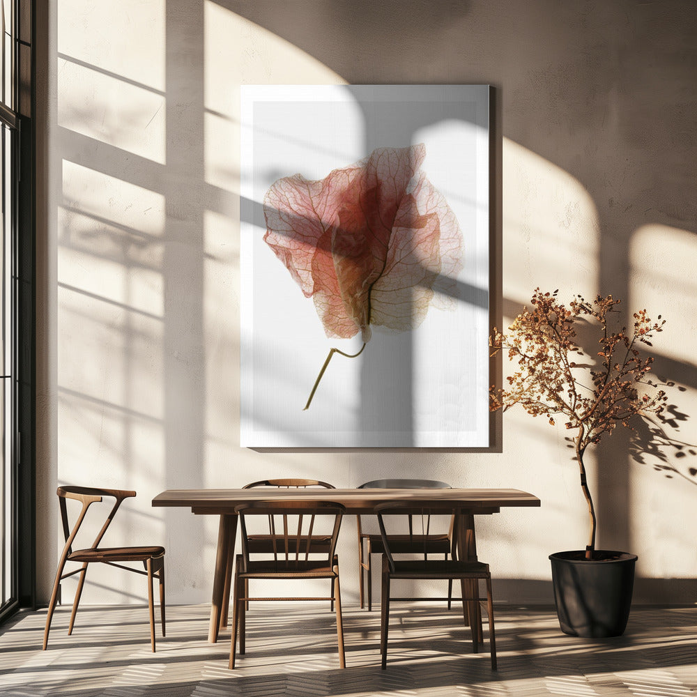 Bougainvillea-Studie Nr. 4 | Leinwand-Bilder