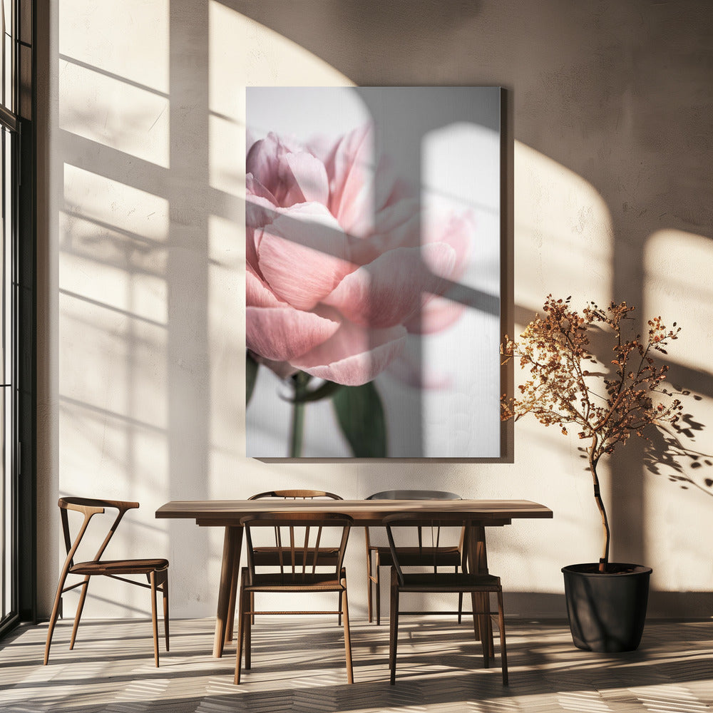 Peony 3 | Canvas