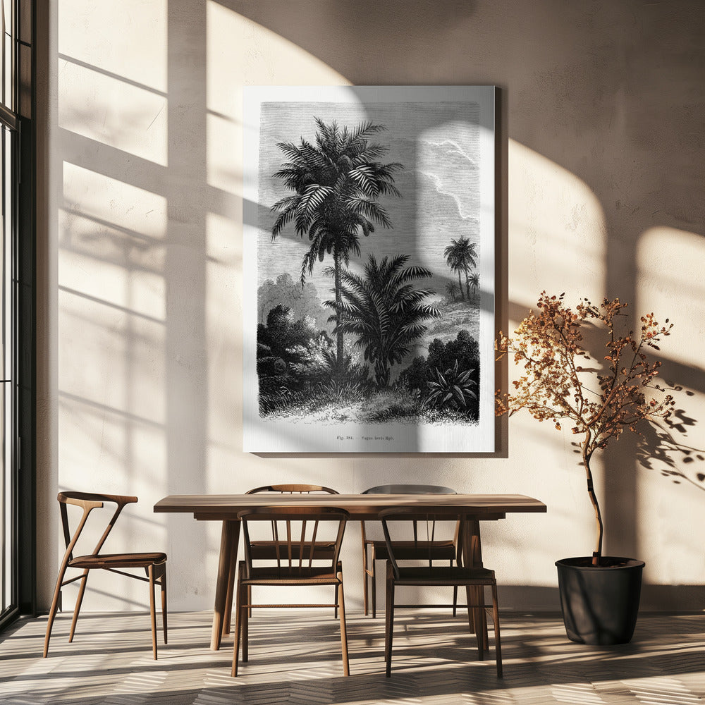 Vintage Palm Tree Drawing V | Canvas