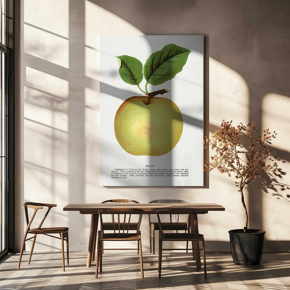 Mann Apple Litografi | Duk