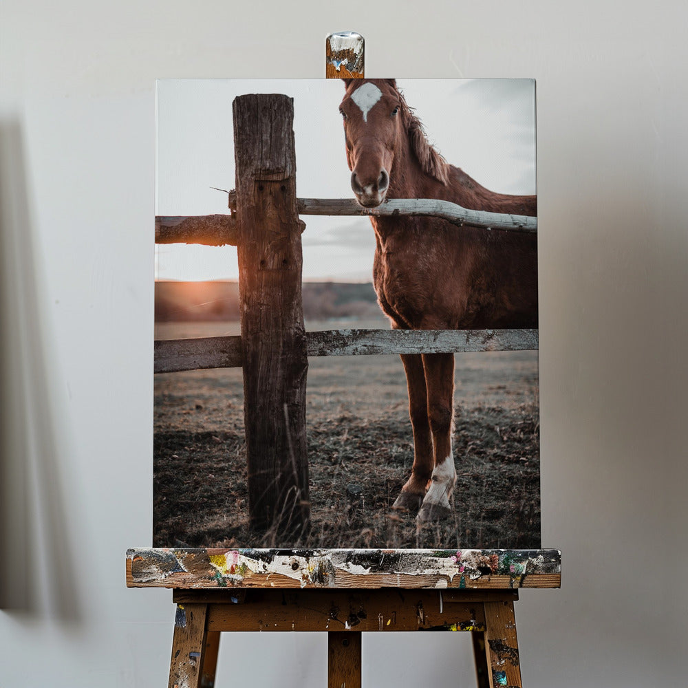 Hästfarm i Skároš, Slovakien | Duk