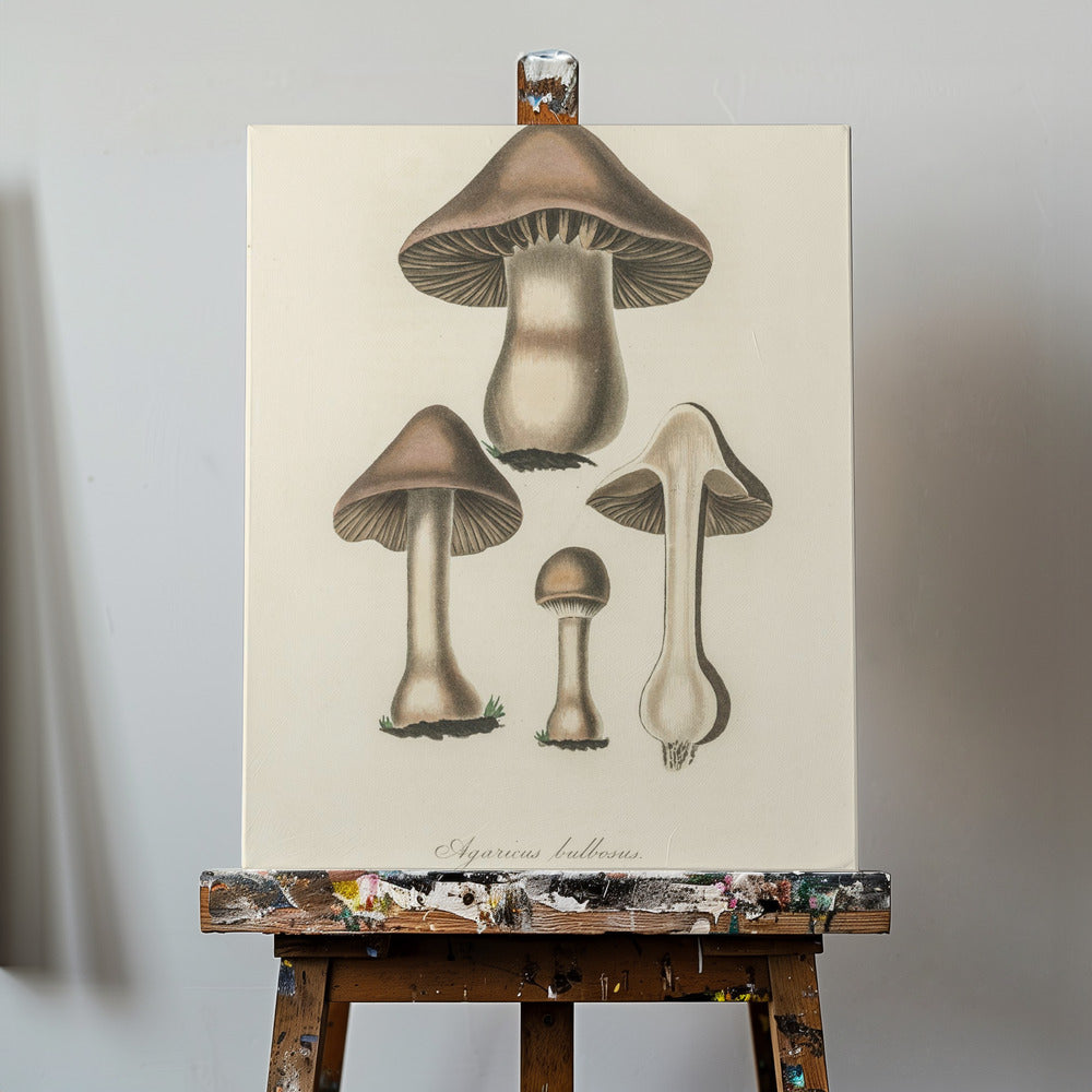Illustration av Agaricus Bulbosus. Medicinsk botanik 1836 | Canvastavla
