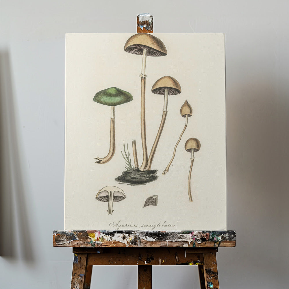 Agaricus Semiglobatus | Duk