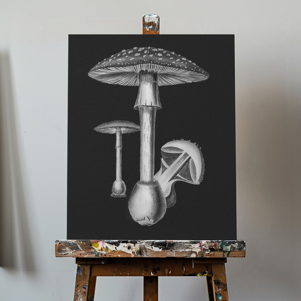 Amanita Muscaria Mörk Bakgrund BW | Duk