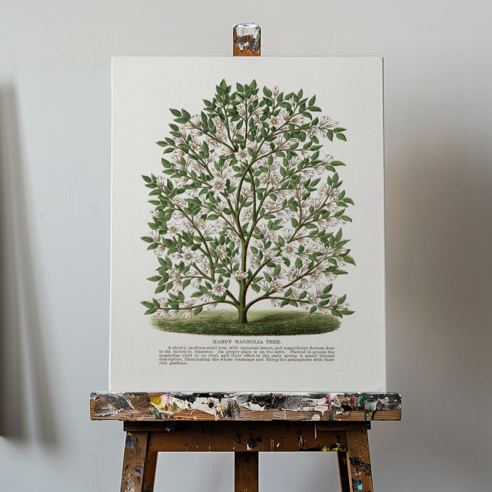 Litografi av härdigt magnoliaträd | Canvas