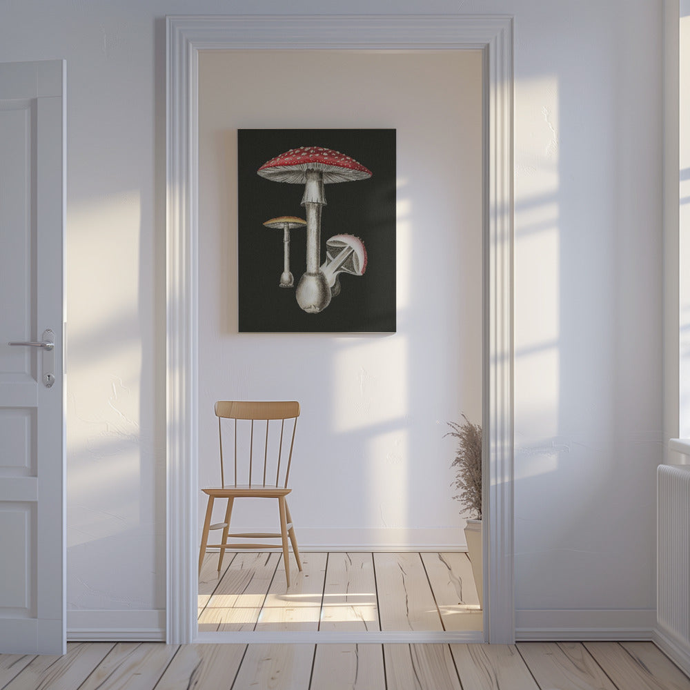 Amanita Muscaria mörk bakgrund | Duk