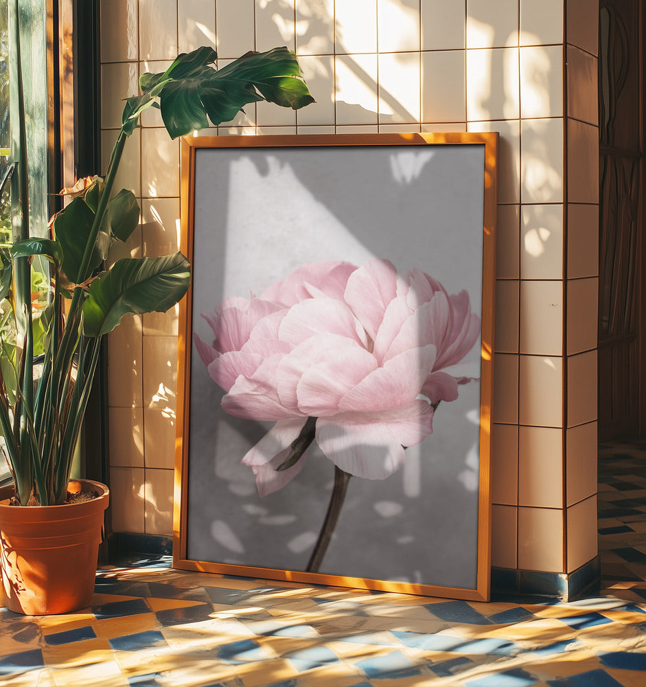 Peony | Poster