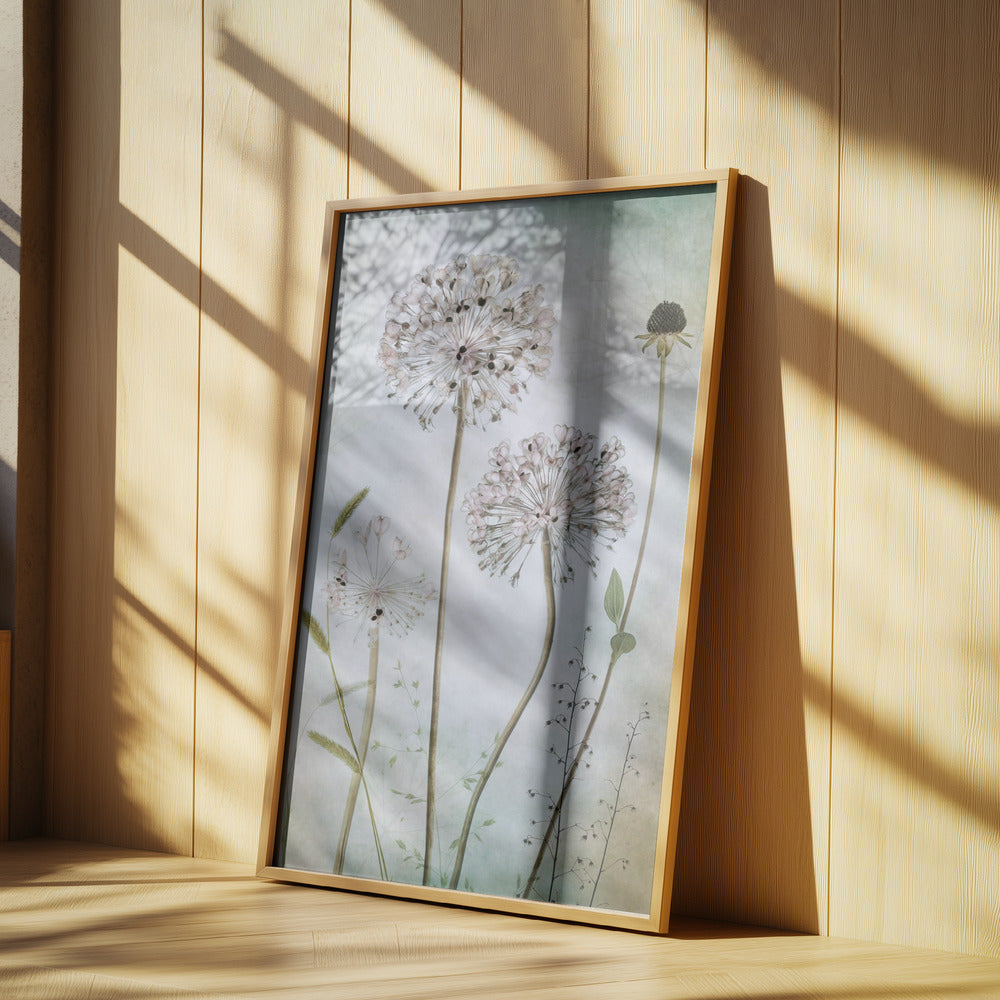 Allium | Poster