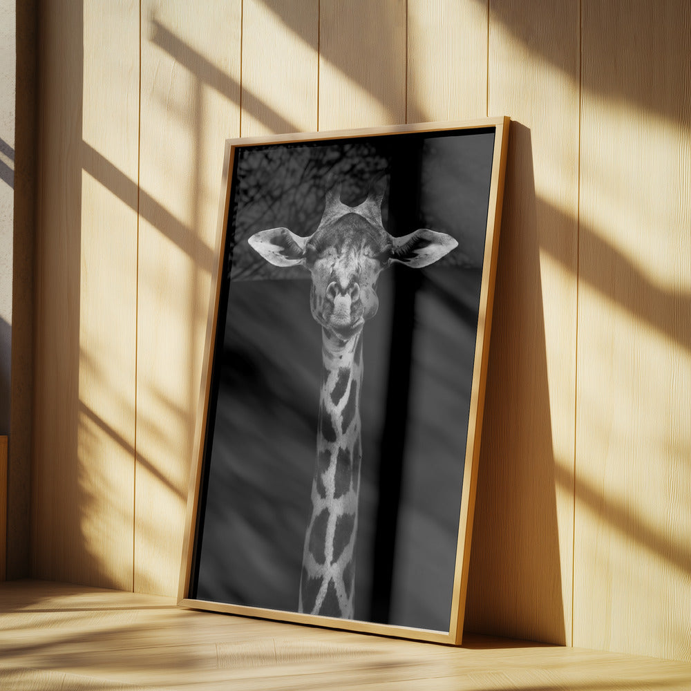 Giraffporträtt | Poster