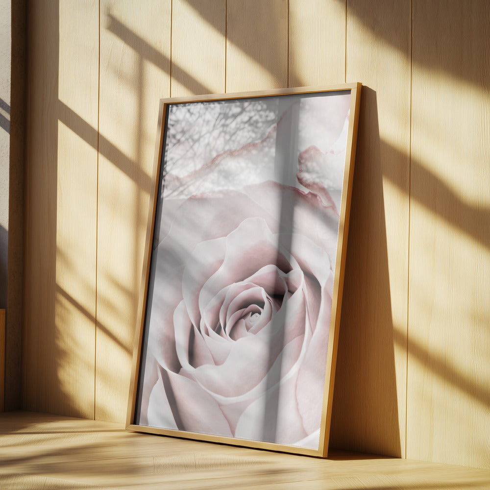 Rosa ros nr 05 | Poster