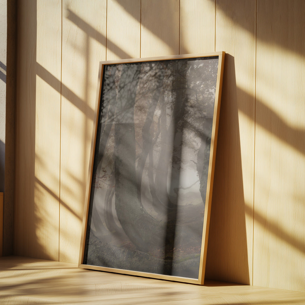 vridna bokträd | Poster