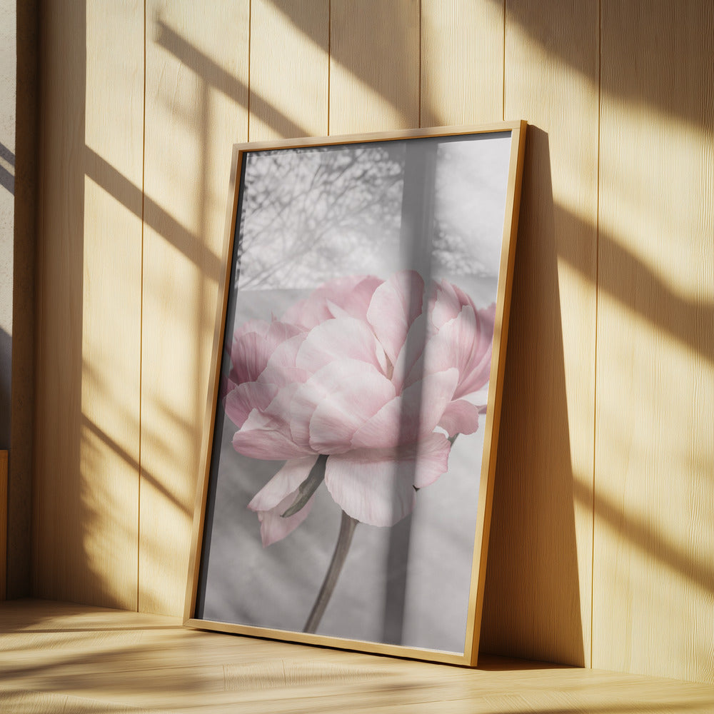 Peony | Poster