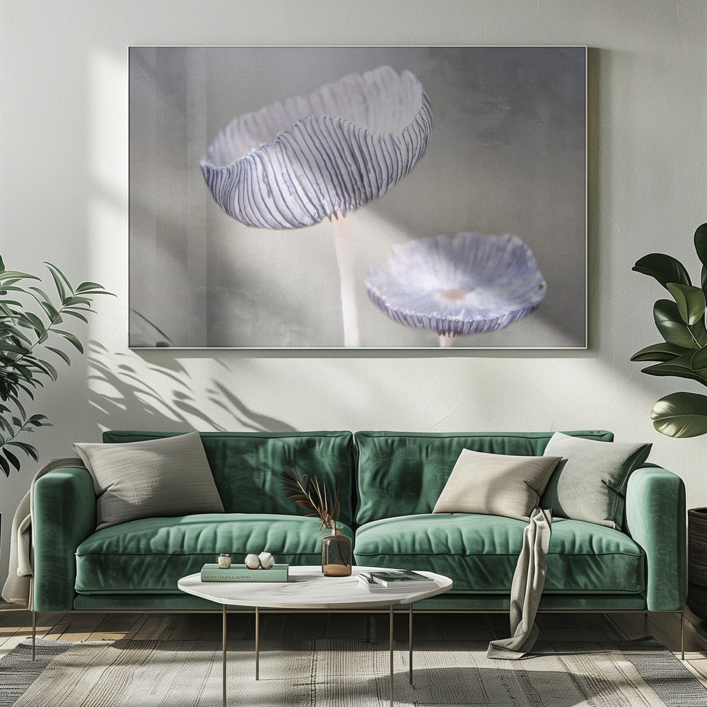 svamp | Canvas