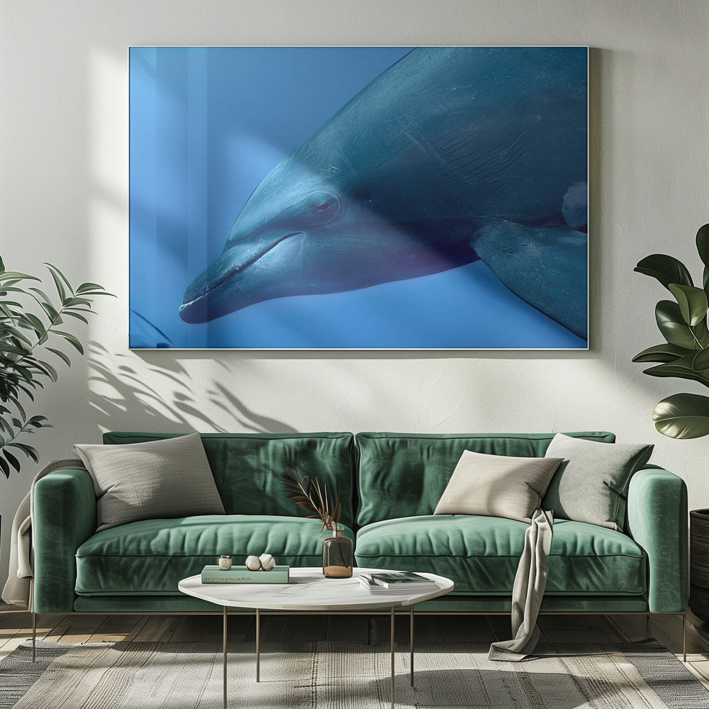 Tursiop Portrait | Canvas