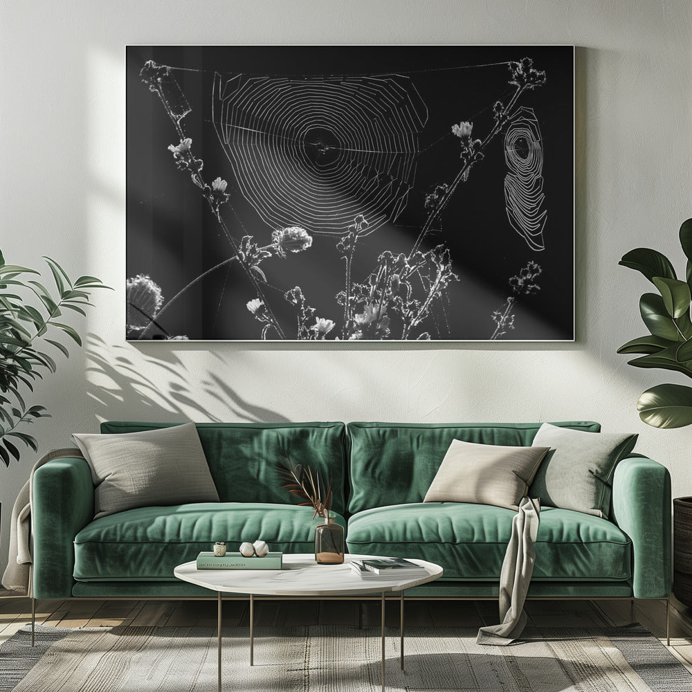 Spider Webs | Canvas
