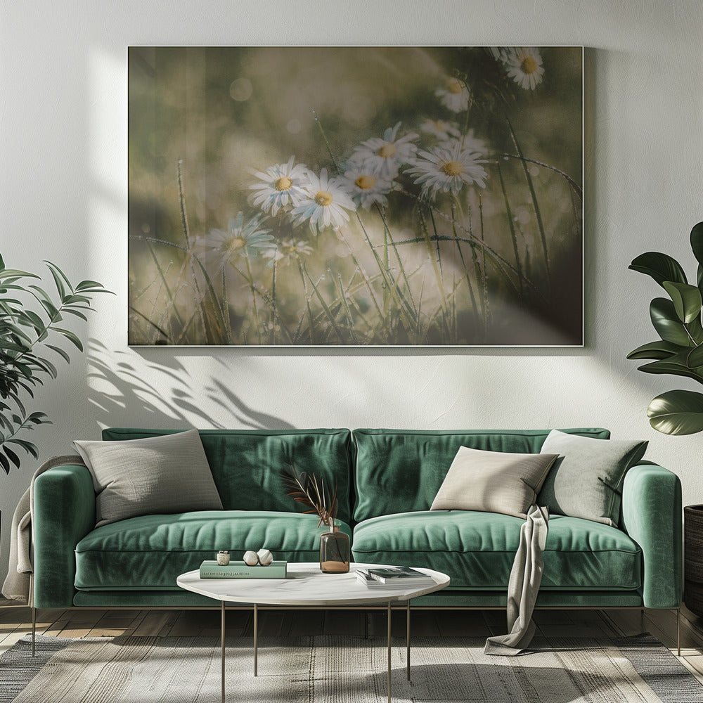 prästkragar tidigt på morgonen | Canvas