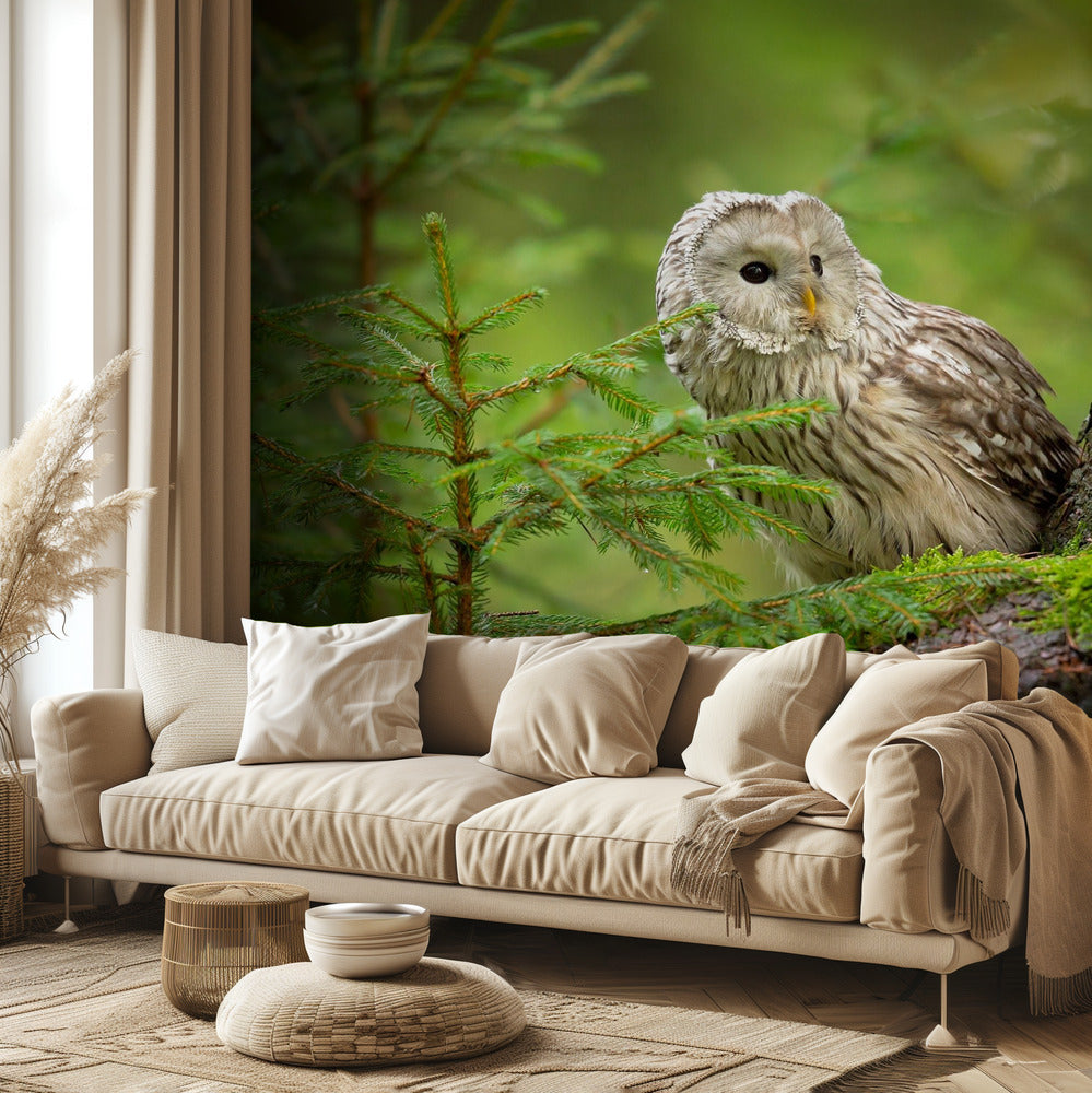 Ural Owl | Wallpaper