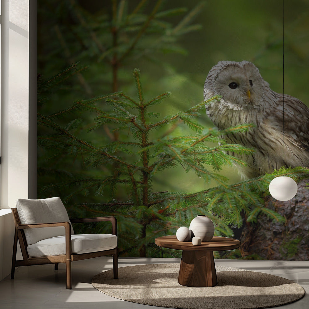 Ural Owl | Wallpaper