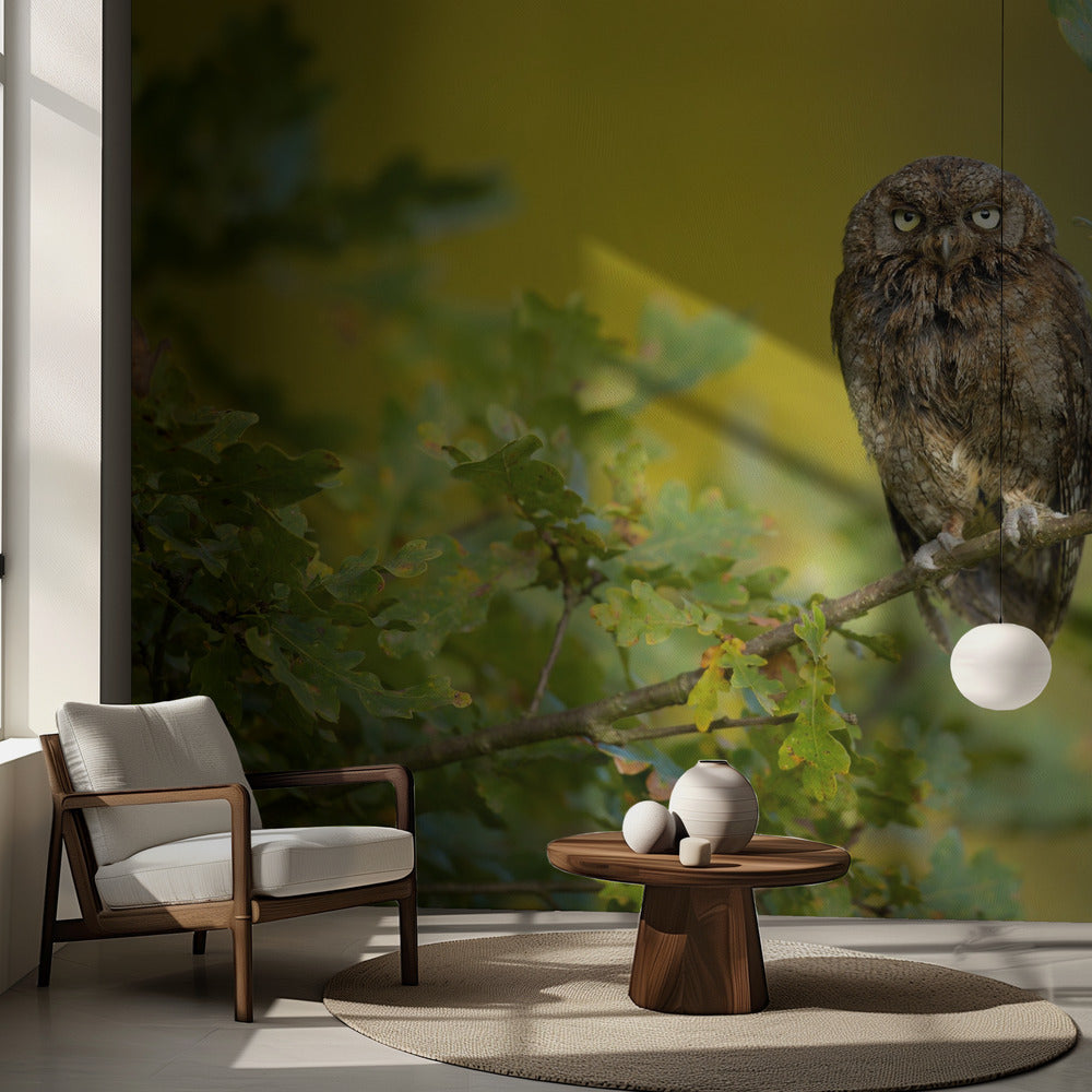 Eurasian Scops Owl | Wallpaper