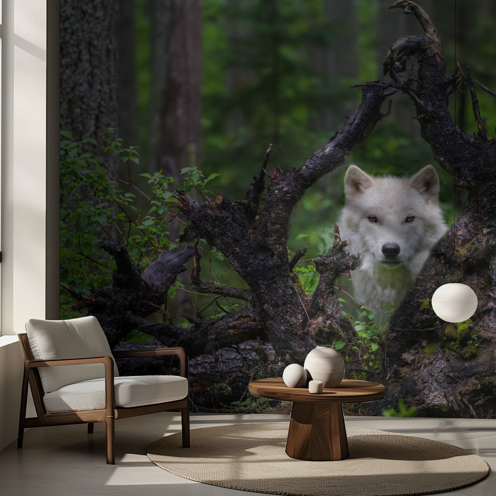 Wolf | Wallpaper
