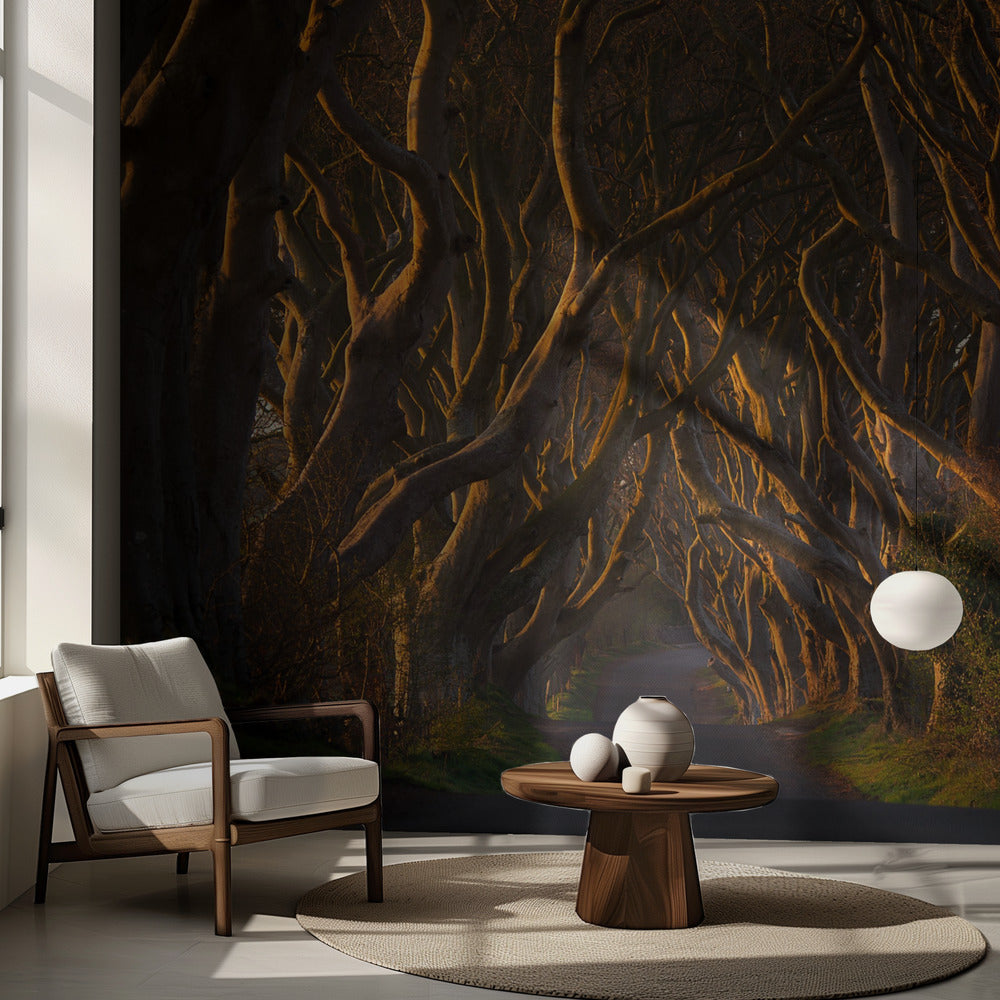 The Dark Hedges in the Morning Sunshine | Wallpaper