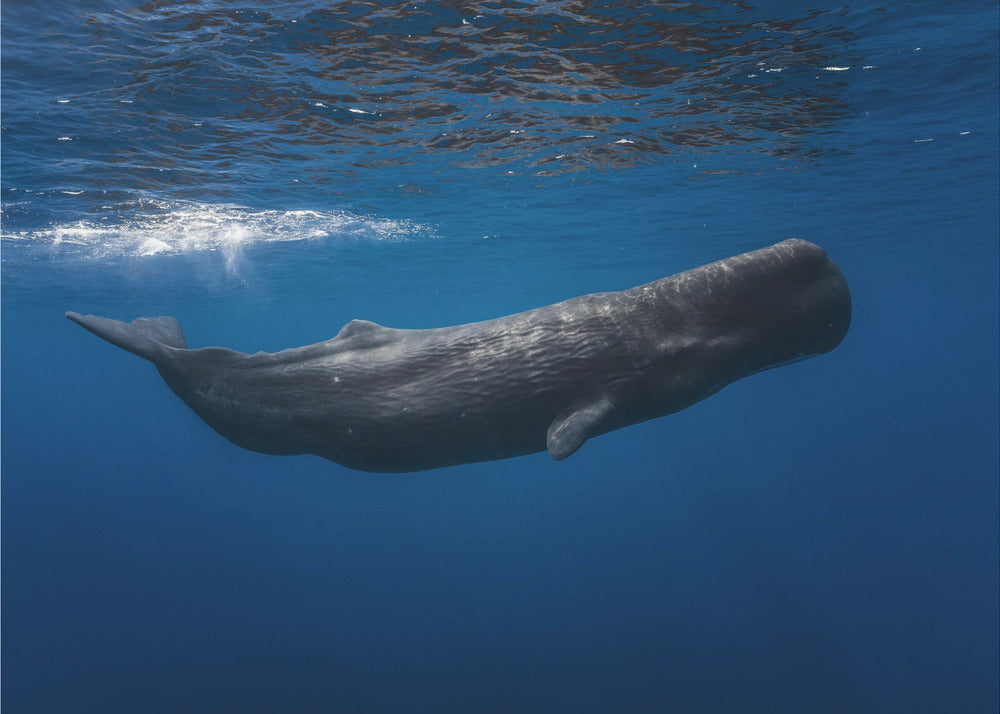 Sperm whale | Wallpaper