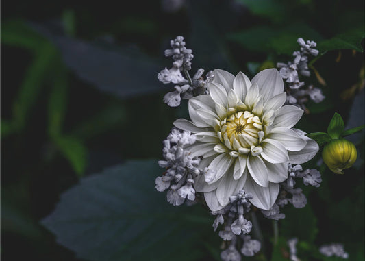 Dahliablomma | Tapet