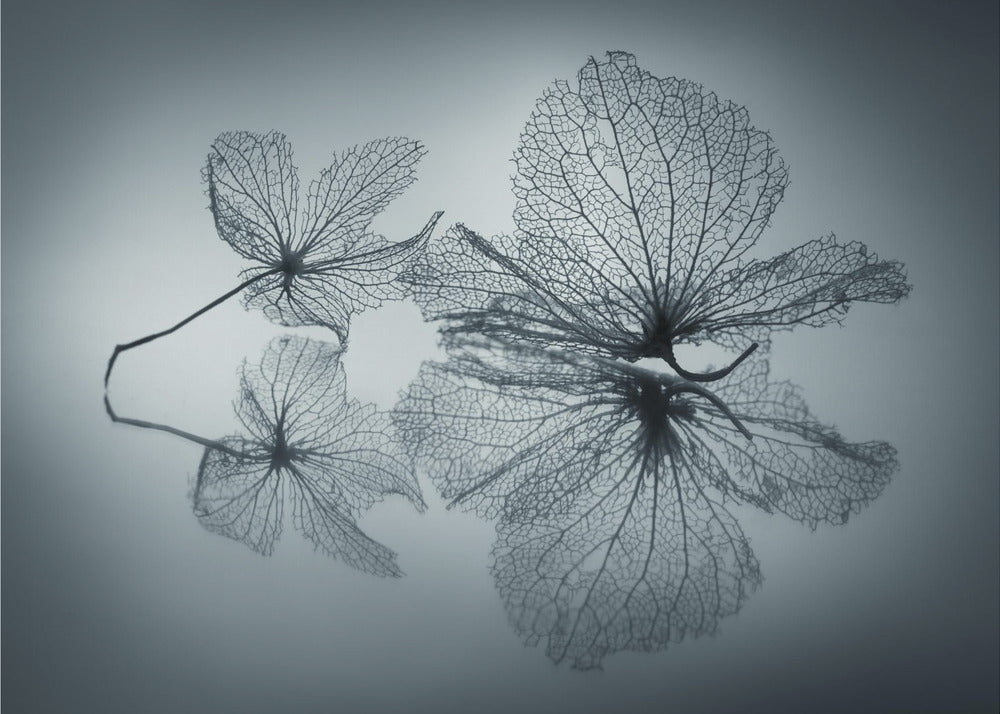 Ephemeral Beauty | Wallpaper