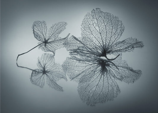 Ephemeral Beauty | Wallpaper