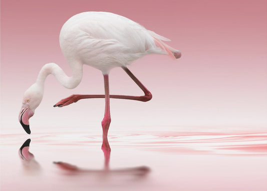 Flamingo | Tapeter