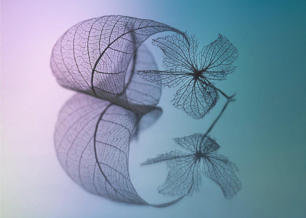 Story of leaf and flower | Wallpaper