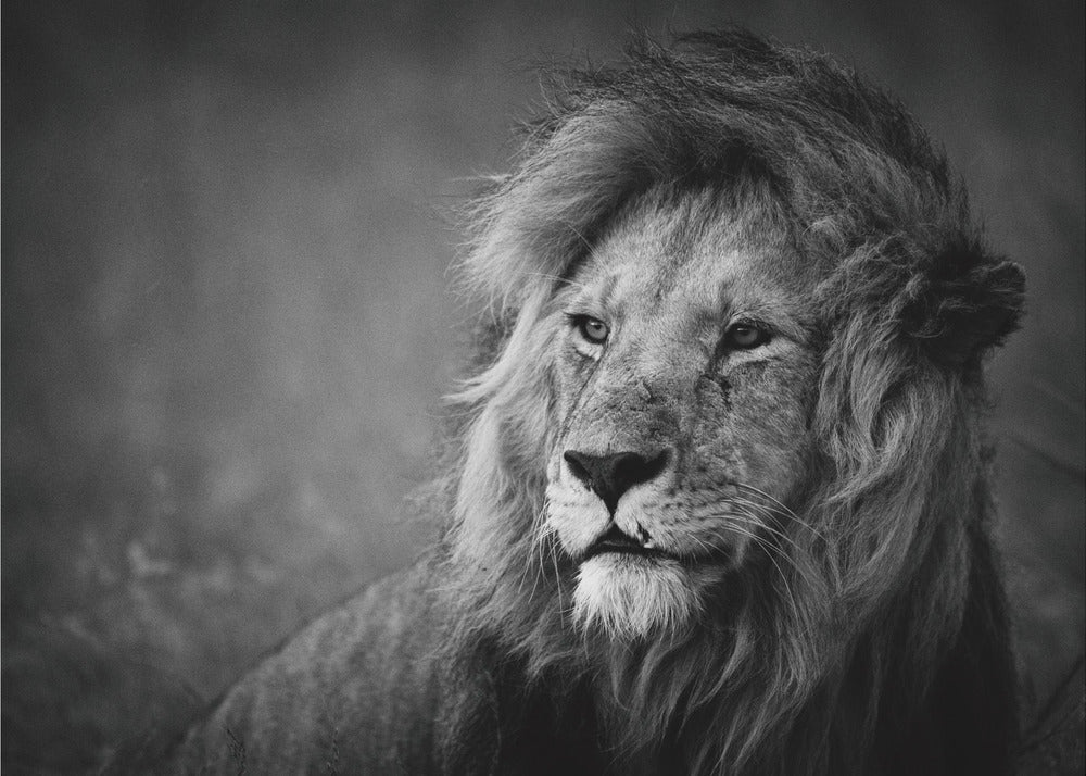 Regal | Affisch