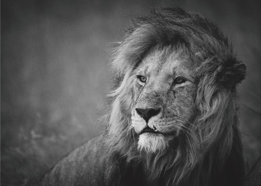 Regal | Affisch
