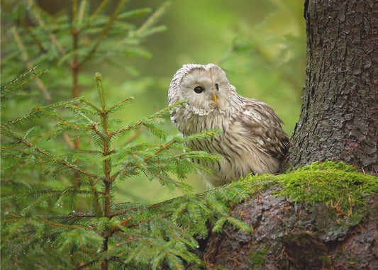 Ural Owl | Tapet