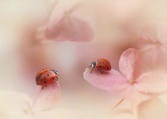 Nyckelpigor på rosa hortensia. | Poster
